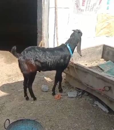 2dant  bakra for sale