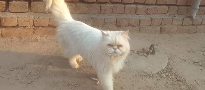 persian cat