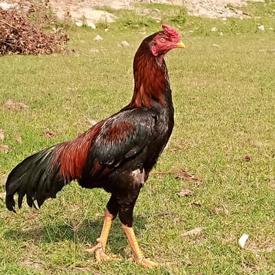 Sindhi Aseel murgha for sale Healthy and Active