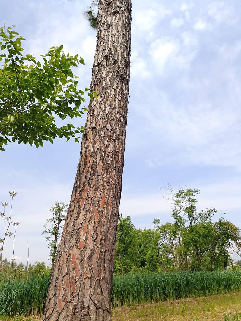 دو عدد اوریجنل نختر ایک کی موٹائی 5 فٹ اور دوسرے کی موٹائی 4 فٹ 0
