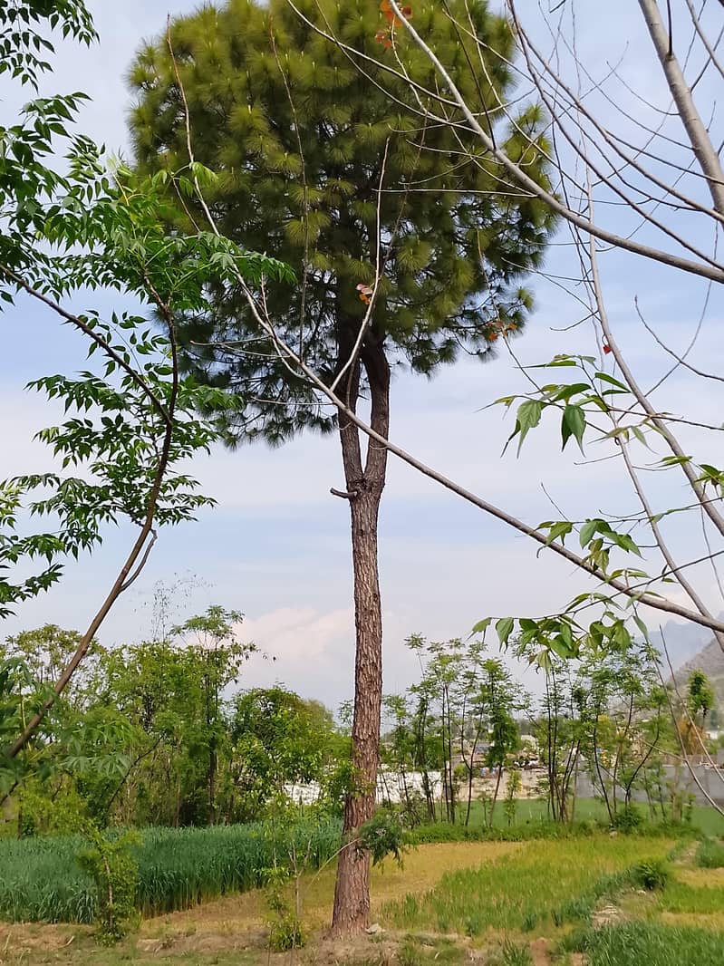 دو عدد اوریجنل نختر ایک کی موٹائی 5 فٹ اور دوسرے کی موٹائی 4 فٹ 1