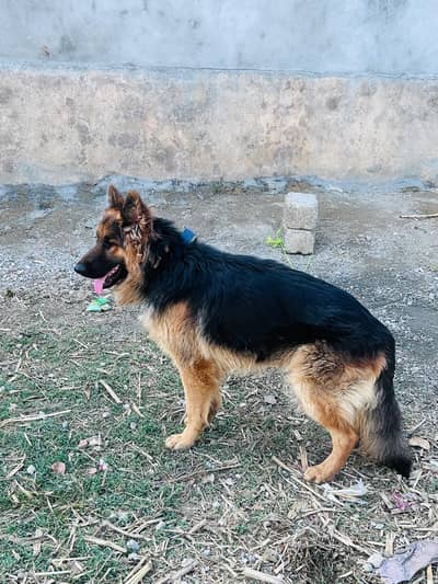 German shepherd 11 months