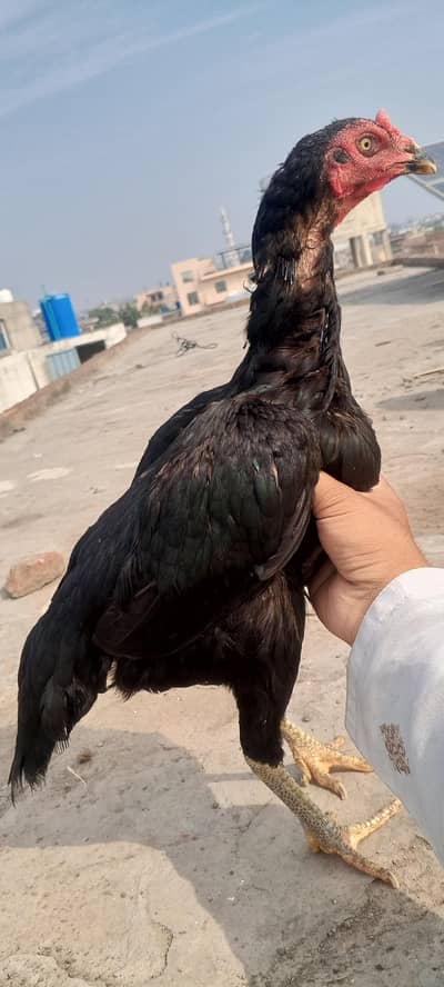 Lasani Aseel Pair Mushka Patha Pathi Murga Murgi | Madi 03098573144