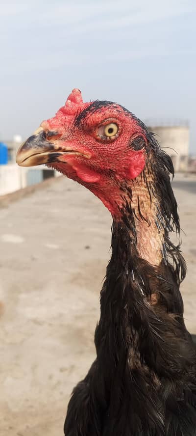 Lasani Aseel Pair Mushka Patha Pathi Murga Murgi | Madi 03098573144