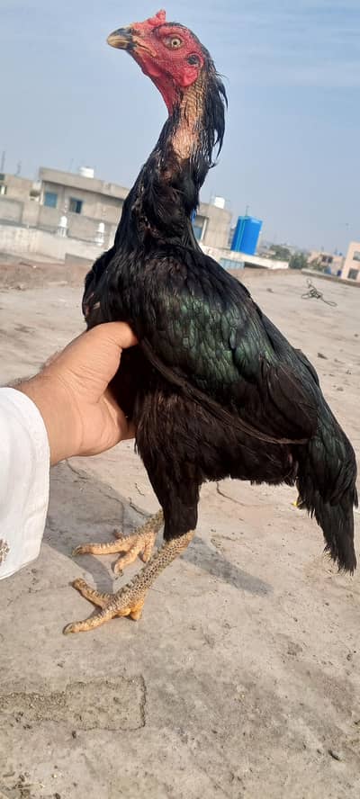 Lasani Aseel Pair Mushka Patha Pathi Murga Murgi | Madi 03098573144