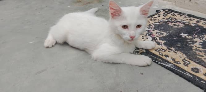White Beautiful Persian Kittens