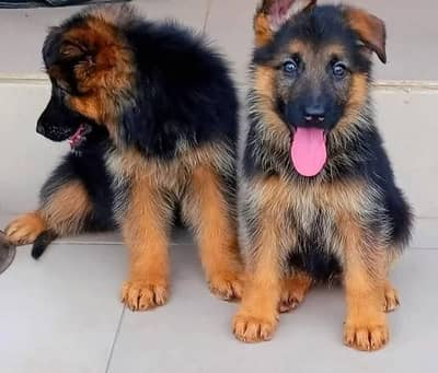 German Shepherd Puppies/ Full Black & Black N Tan