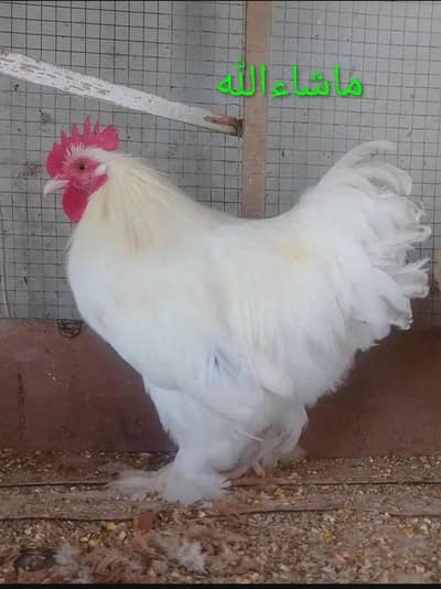 Bantam male