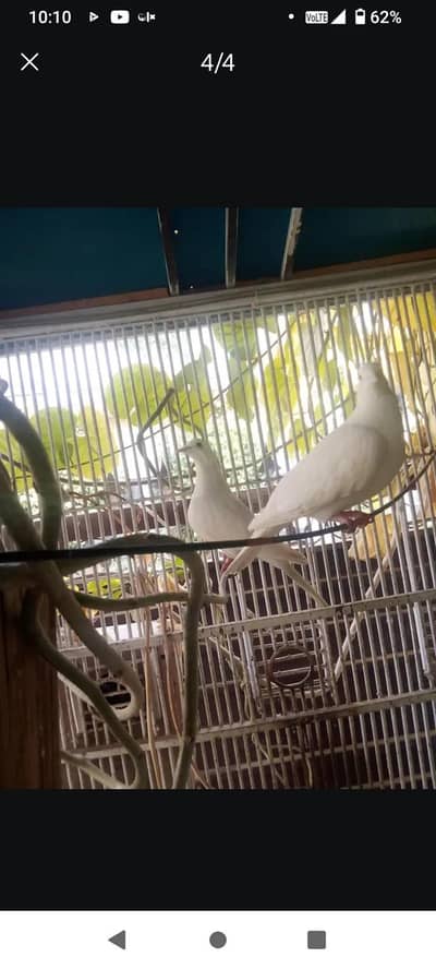 white khumry for sale