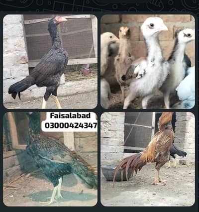 Good quality peela patha