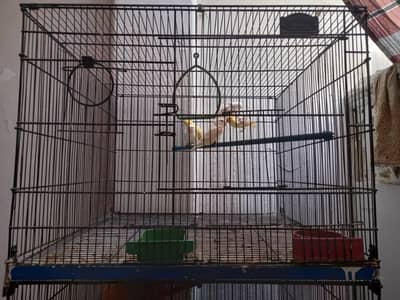 Lovebirds Pairs + Chicks + Cage | Ready Breeding Setup |