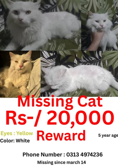 Lost near gill road Last seen at sodagar house  Gujranwala