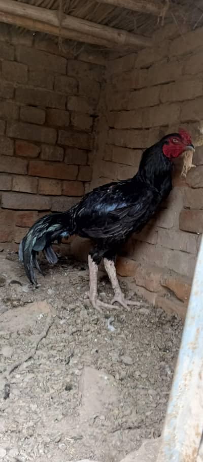 Aseel Mushka Male For Sale