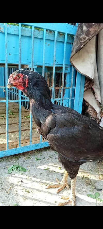 pure Pakistani old blood line aseel 03008076142