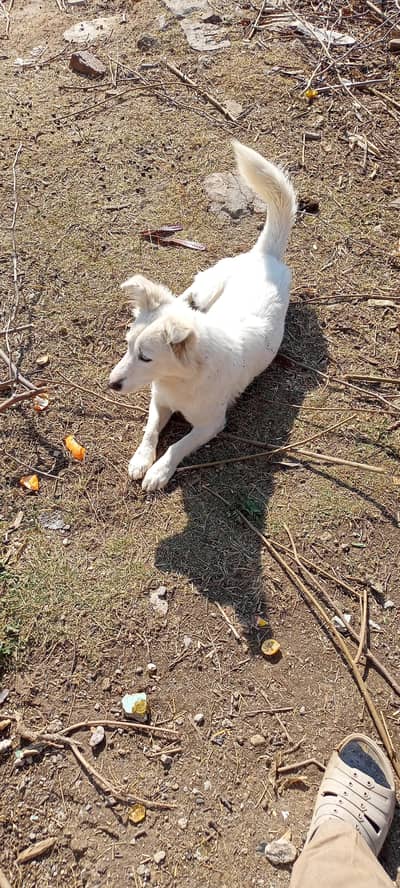 for sale intrested log msg krea munasib rate or available ha.