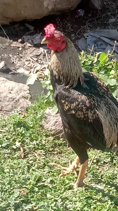 argnt sel 2 ya 3 kilo hu gy full size k ha