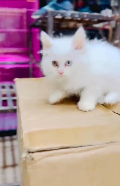 Persian Cats & Kittens for Sale may WhatsApp 03464636921