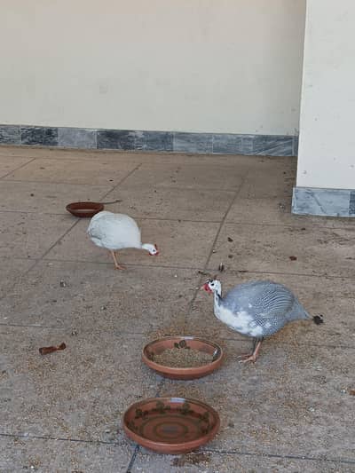 chakor/teetri pair for sale. . . eggs laying . . . Exchange possible