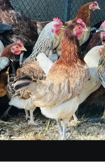 golden misri hens for sale whts app 03135630026