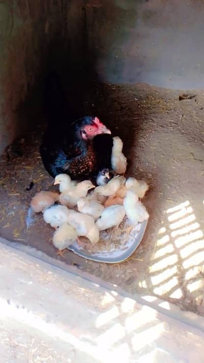 aseel setup for sale