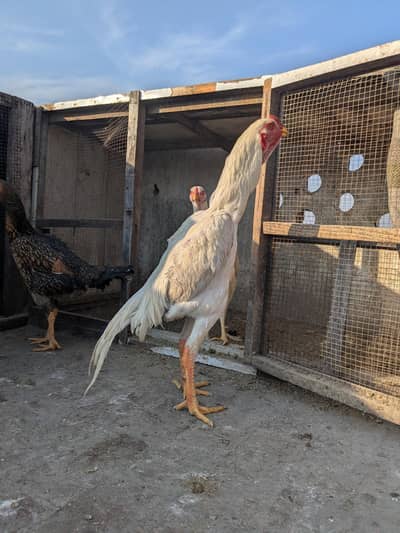 white shamo eggs chicks sle 5000 chicks egss price 2k