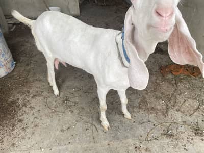 kamori rajanpuri bakri