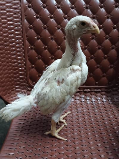 tope quality shamo chicks for sale