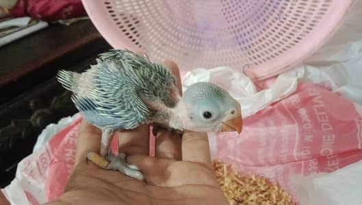 green parrot |parrots |  Green chicks