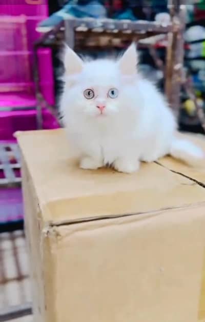 Persian Cats & Kittens for Sale may WhatsApp 03464636921