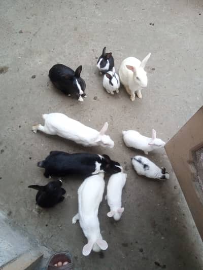 Different age group home breed rabbits