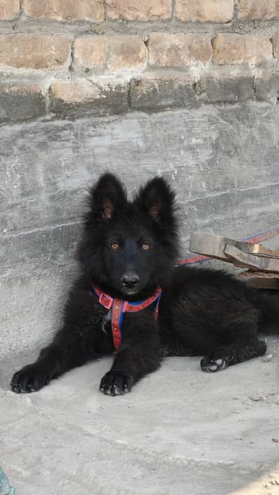 Garman shepherd female