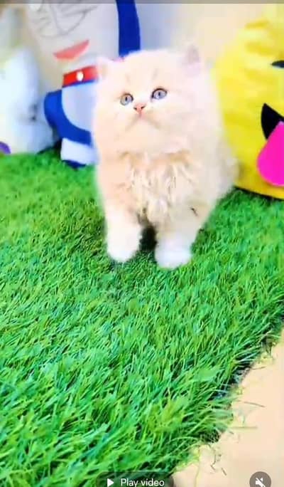 Persian Cats & Kittens for Sale may WhatsApp 03464636921