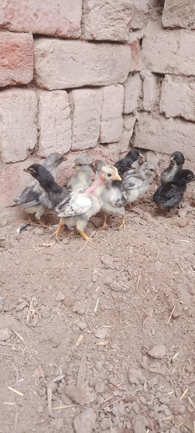 Aseel Chicks For Sale