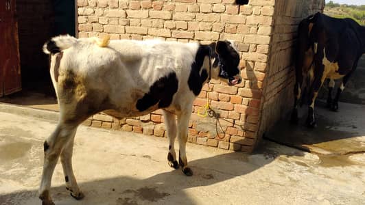 Intermisio pioson imported 4.5 Months age