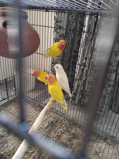 pursnata love birds for sale 03219964961