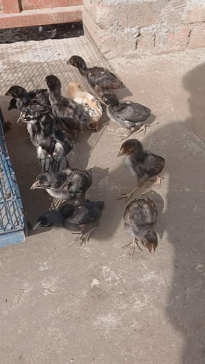 Aseel chicks
