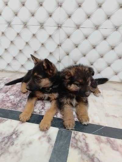 German Shepherd Puppy Male & Female