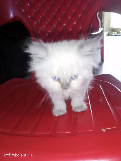 Pure Persian+ Hemaliyan