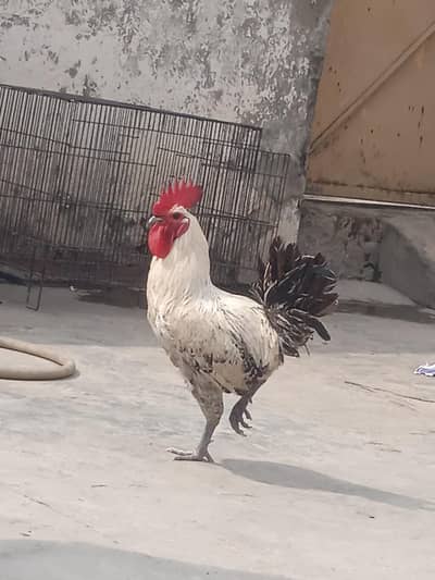 Sell and Exchange available Pure Desi murga Urgent sell