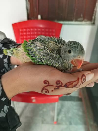 Beautiful healthy and active chicks