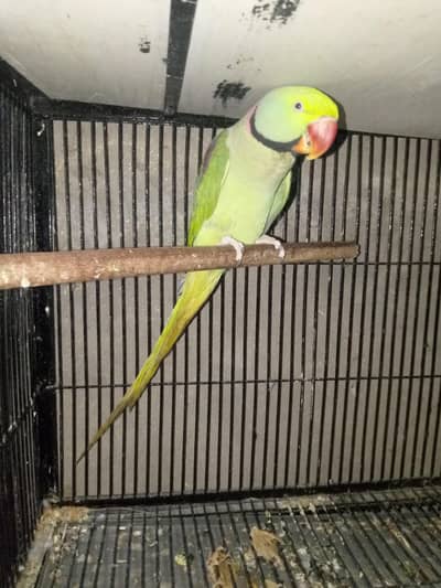 semi tame male 03143275503