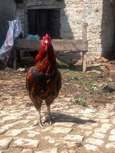 Pure Mianwali Aseel Rooster - High Gaming Bloodline