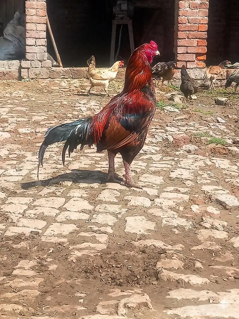Pure Mianwali Aseel Rooster - High Gaming Bloodline — photo 2