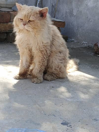 persian male cate yellow eyes
