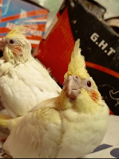 Cockatiel  Cream Red Eye for Hand tame