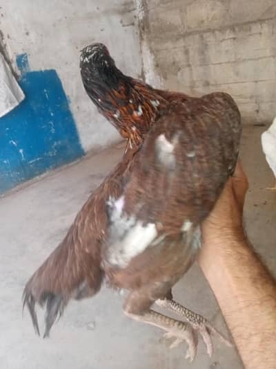 aseel murgi ready to bread