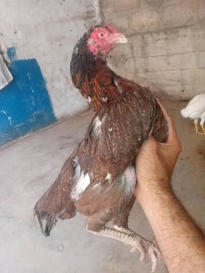 aseel miiyawli 1eye breadar murga