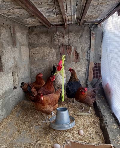 Desi murgian for sale egg deti ha