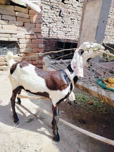 Kherri Path for sale