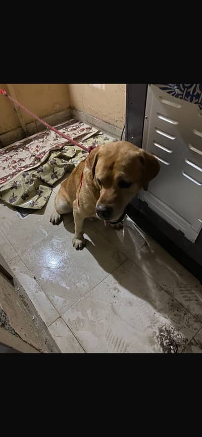 Labrador Male For Sale Urgent In Reasonable Price